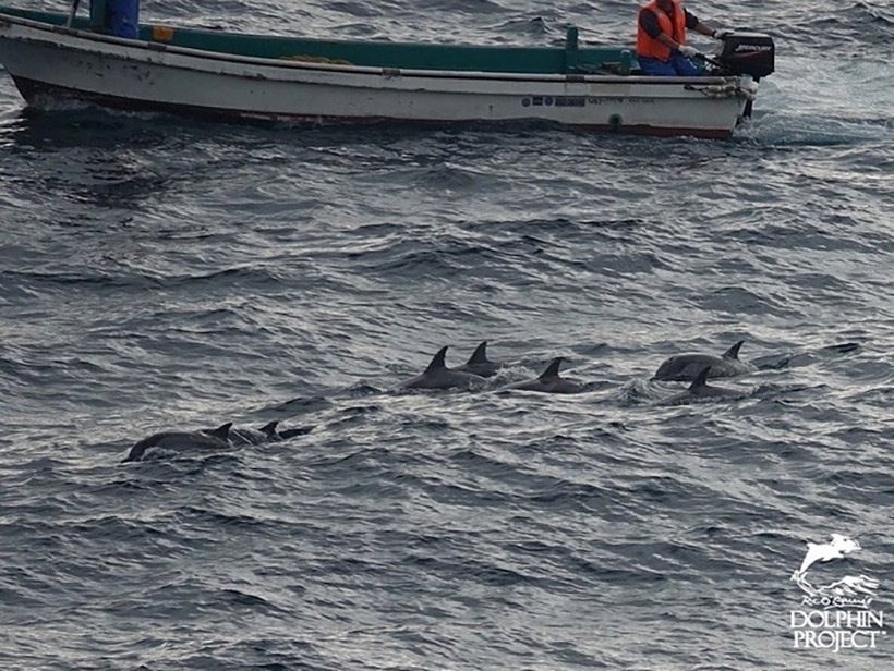 Boote der Killer mischten vor der Bucht bei der brutalen Treibjagd der zwölf Jagdschiffe mit, sie bewarfen die Delfine mit Eisengewichte um sie noch mehr zu verängstigen und zu verletzen.