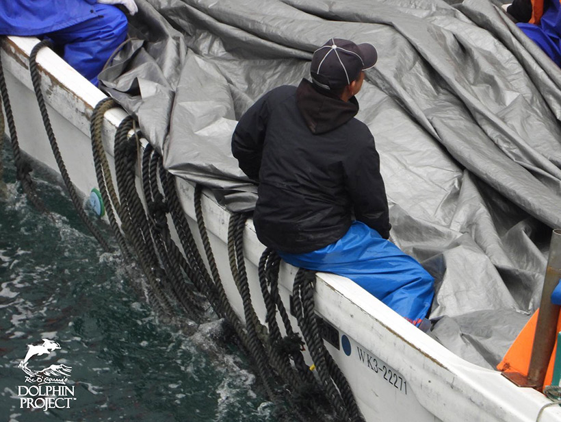 Ermordete Streifendelfine, wissenschaftlich "Personen des Ozeans" genannt, werden auf einem Boot gestappelt und unter Planen versteckt, ins Metzgerhaus transportiert