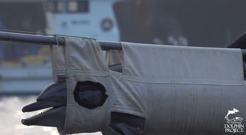 Ein entführtes Delfinkind, mittlerweile fast Erwachsen und ausgebildet als bettelnder Sklave, wird auf einen Truck geladen und an ein Delfinarium geliefert. Dieser Delfin wurde für mindestens 150'000 USD verkauft