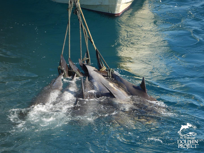 Die Leichen der Delfinfamilie wird mit einem Jagdschiff ins Metzgerhaus gezogen - Ruhet in Frieden ihr sanften Geschöpfe der Ozeane, wir werden euch nie vergessen...