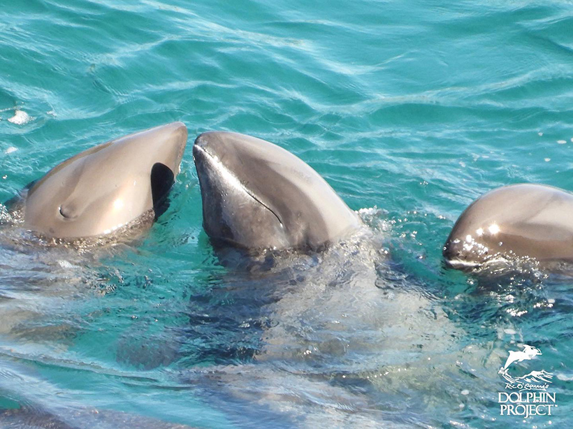 Der Breitschnabeldelfin in der Mitte des Bildes mit geschlossenen Augen während des brutalen und gewalsamen terroristischen Akt der Folter heute in der Bucht. Ein typisches verhalten bei Delfinen, wenn sie traumatisiert sind oder enorm psychisch leiden