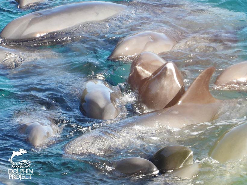 Die Breitschnabeldelfin Familie in die Bucht terrorisiert. Zwei Delfinkinder und ein Baby unten rechts, und ein kleines Baby unten links, zu sehen wie sie völlig verängstigt sich an ihre Familienmitglieder pressen