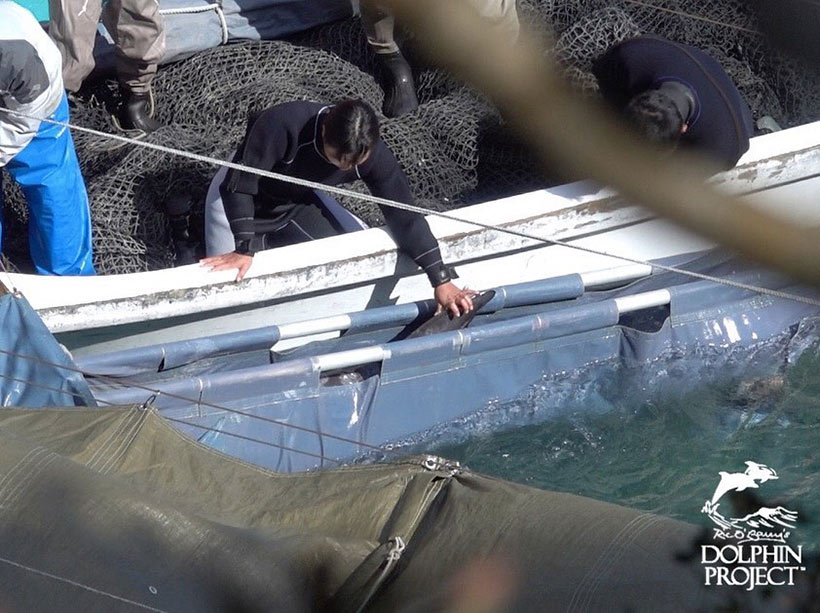 Das entführte Risso Delfinkind ans Boot gefesselt in einer Plane während des Abtransports in ein Schwimmgefängnis