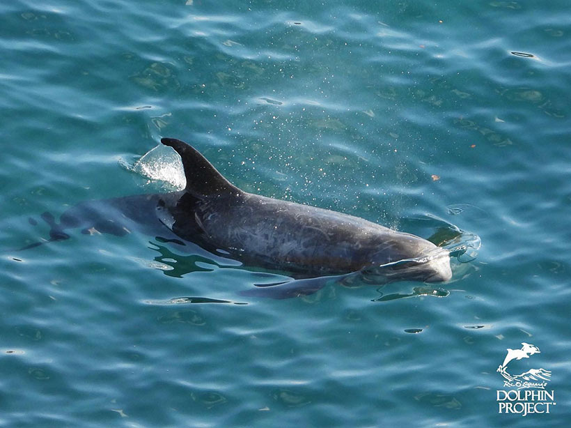 Der einzelne Risso Delfin, der als erster in die Bucht terrorisiert wurde