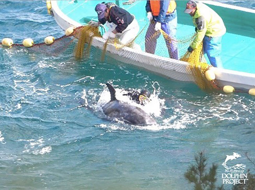 Ein Taucher schikaniert eine Delfin und schiebt ihn ans Ufer in den Tod 
