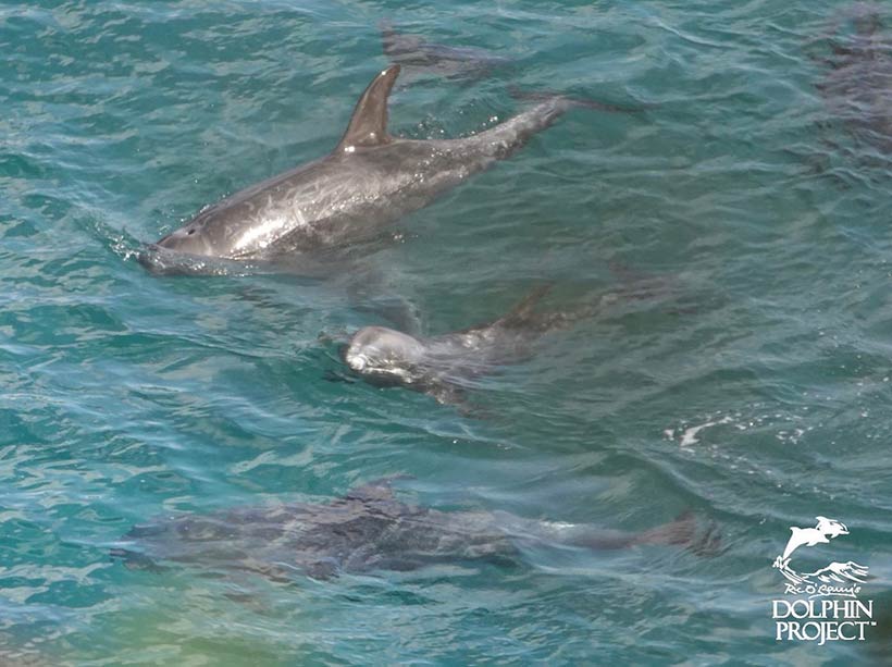 Das Risso Delfinkind in der Mitte wurde entführt, seine Mutter rechts neben ihm ermordet