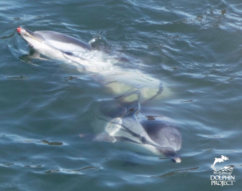 Verwundeter Delfin mit blutendem Rostrum (Schnauze). Beide Delfine ihn Panik und Angst während des Terrors mit Bootsmotoren im Netz vor dem Ufer