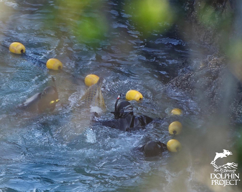 Auf der rechten Seite der Bucht während des Terrors verhedderten und verletzten sichviele Delfine in Panik im Netz, das Wasser färbte sich rot, noch kein Delfin war geschlachtet