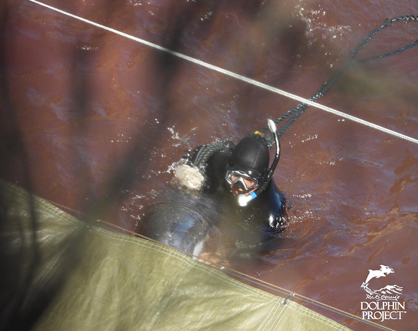 An der Schwanzflosse des Delfins hängt ein Strick mit dem er am Ufer gefesselt gehalten wird, bis ein Killer seine Wirbelsäule mit einem Eisenstab zersticht (Stabing)