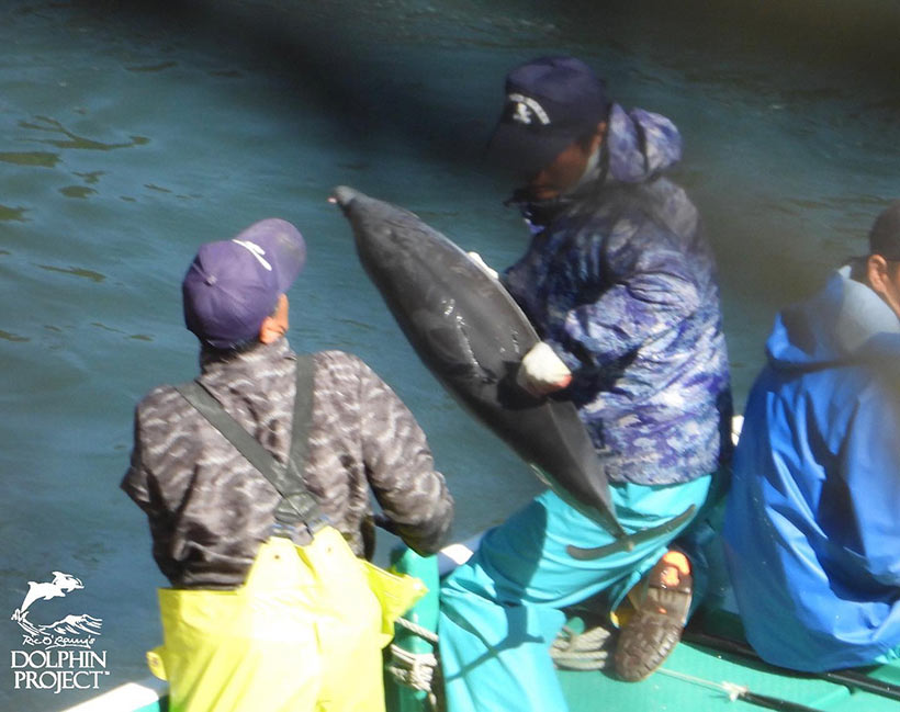Das kleine Streifendelfin Baby wird von einem Killer gepackt und unter die Netze im Boot geschleudert. Kameras der Aktivisten und Cove Monitore von Dolphin Project sollten keine Möglichkeit bekommen dieses Delfinbaby zu filmen