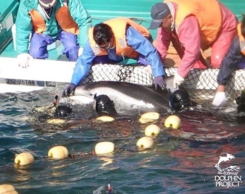 Vier Taucher und drei Killer wrestlen diesen Delfin in Gefangenschaft 