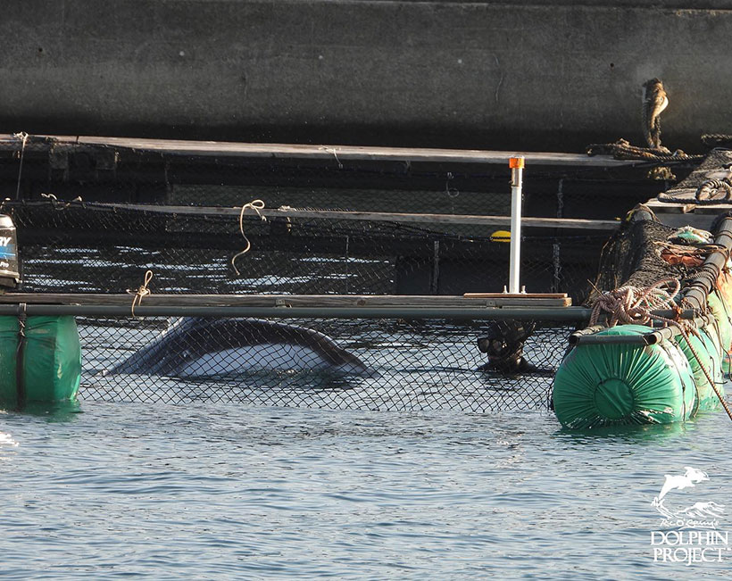 Einer der entführten Delfin liegt tot im Gefängnis auf der Wasseroberflache. Er starb durch Misshandlung und durch den brutalen Gewaltakt den ihm heute die Jäger, Killer, Trainer und Taucher angetan haben