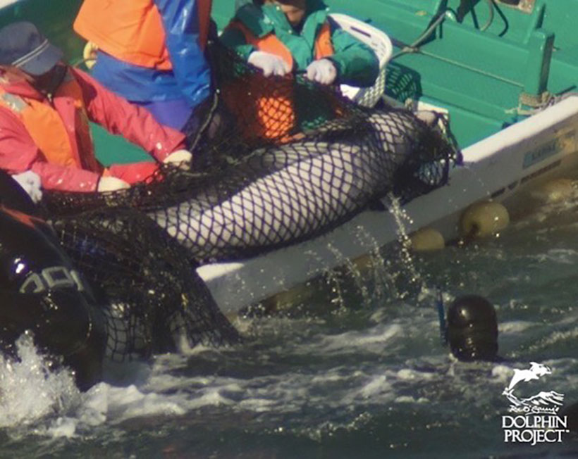 Einer der entführten Delfine wird ins Boot geschleudert