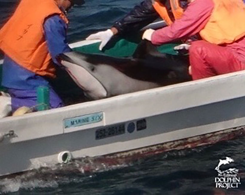 Ein Delfin blutet durch die Brutalität der Taucher und Killer aus dem Mund