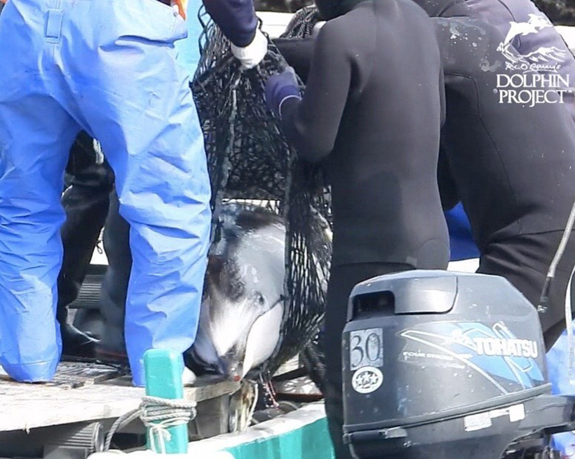 Killer, Trainer und Taucher kippen den entführten Delfin ins Käfig