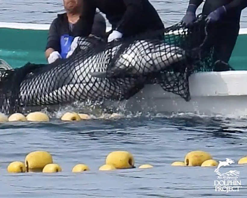 Ein Delfin wird von Killern und Trainer brutal ins Boot geworfen