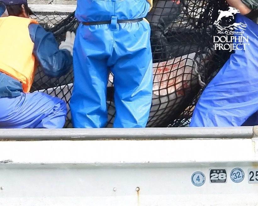 Der Delfin im Boot ist verletzt und blutet von der gewaltsamen Misshandlung