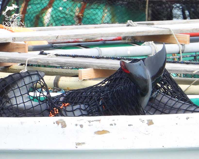 Verletz wird dieser Delfin in ein Käfig im Hafen geworfen