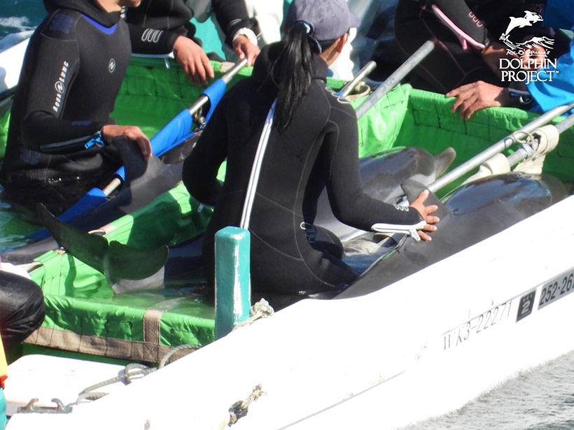 Drei entführte Streifendelfin Kinder im Boot während des Abtransports in die Schwimmgefängnisse im Hafen von Taiji wo sie gewaltsam hinein geworfen wurden