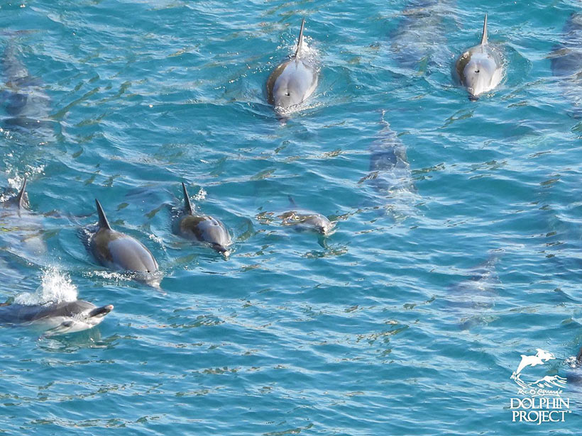 Die Streifendelfin Familie, ein kleines Baby in der Mitte des Bildes, schwimmen ein letztes Mal zusammen, bevor die japanischen Monster von Taiji ihr Leben stehlen