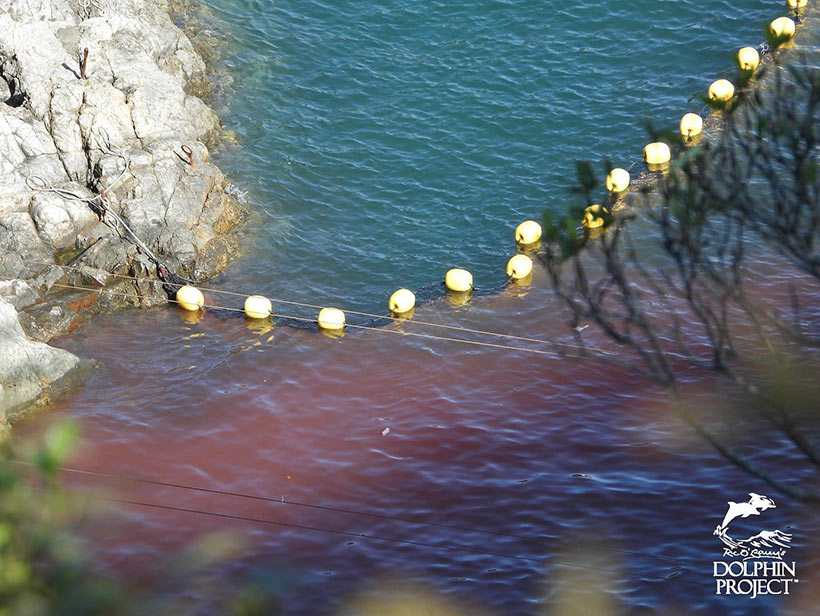 Die Bucht färbt sich rot mit dem Blut der ermordeten Streifendelfine
