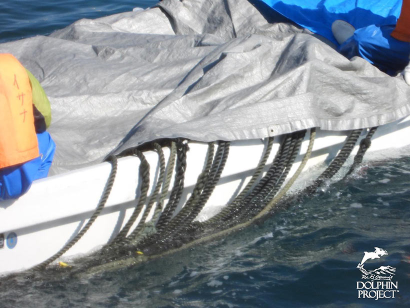 Immernoch an der Schwanzflosse gefesselt, werden die Leichen der 37 ermordeten Streifendelfine von heute auf dem Boot gestappelt zum Metzgerhaus transportiert