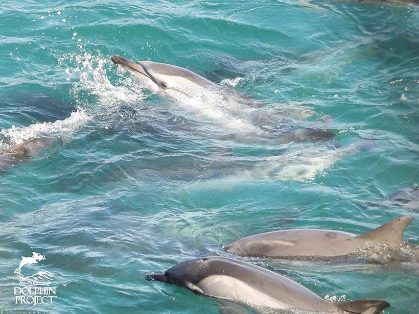 Diese Streifendelfine wurden heute in Taiji Japan unvorstellbar grausam gefoltert und ermordet