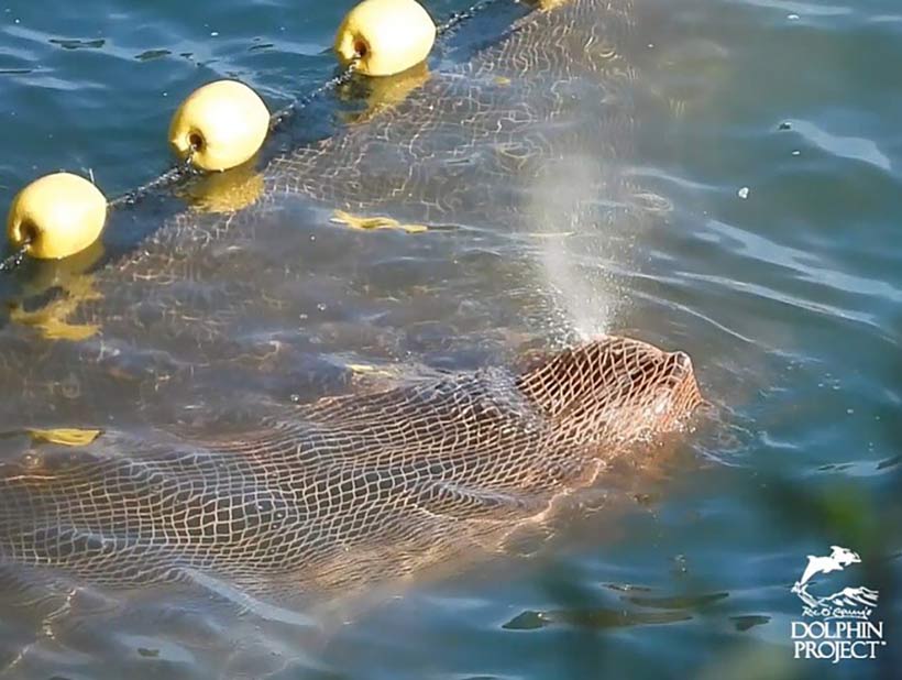 Dieser Streifendelfin kämpfte um sein Leben, er ertrank während des brutalen Terrors im Netz in der Delfin-Mörder-Bucht von Japan