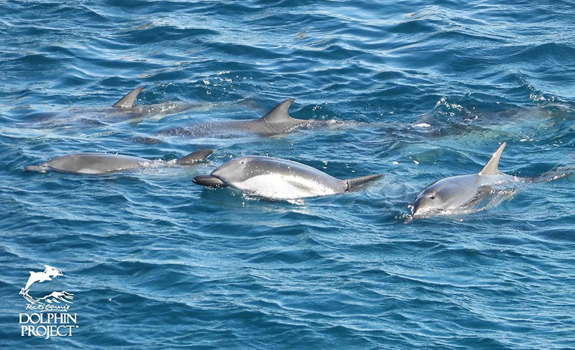 Die Delfinfamilie ist völlig erschöpft von der extrem aggressiven Treibjagd