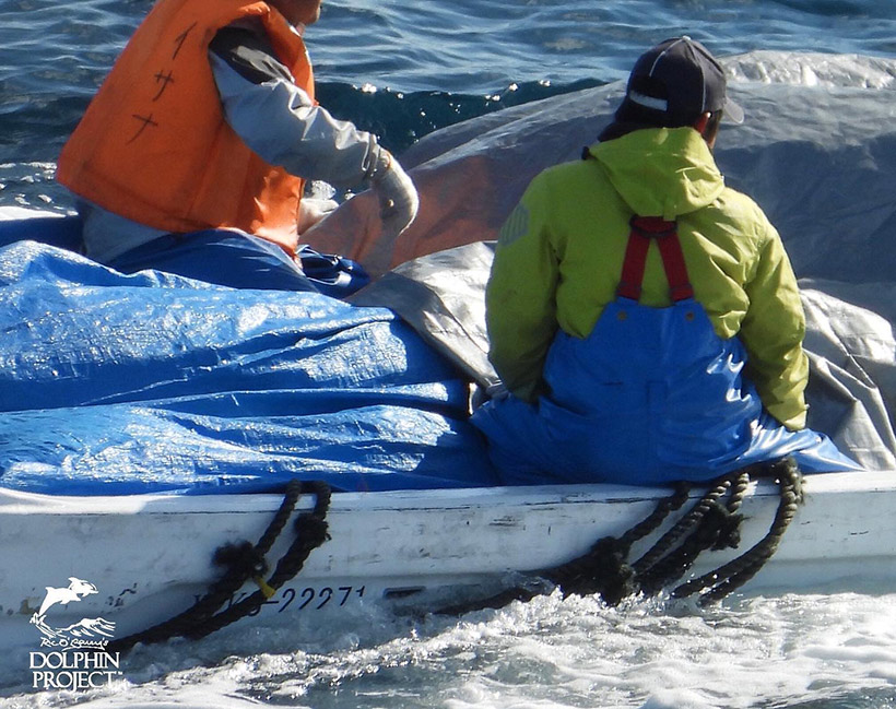 : Killer fesseln Delfine an der Schwanzflosse wenn sie unter den Planen entführt oder abgeschlachtet werden. Ermordete Streifendelfine wurden auf das Boot geladen und mit Panen abgedeckt, sie sind immer noch mit Seile an der Schwanzflosse gefesselt.