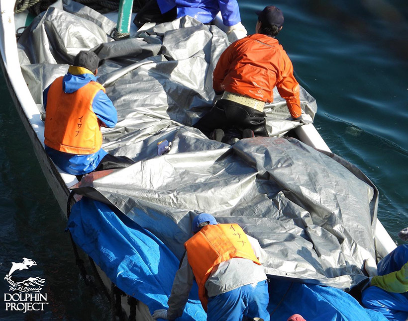 Leichen der ermordeten Streifendelfine auf ein Boot geladen und unter Planen vor der Öffentlichkeit und den Kameras des Dolphin Project versteckt