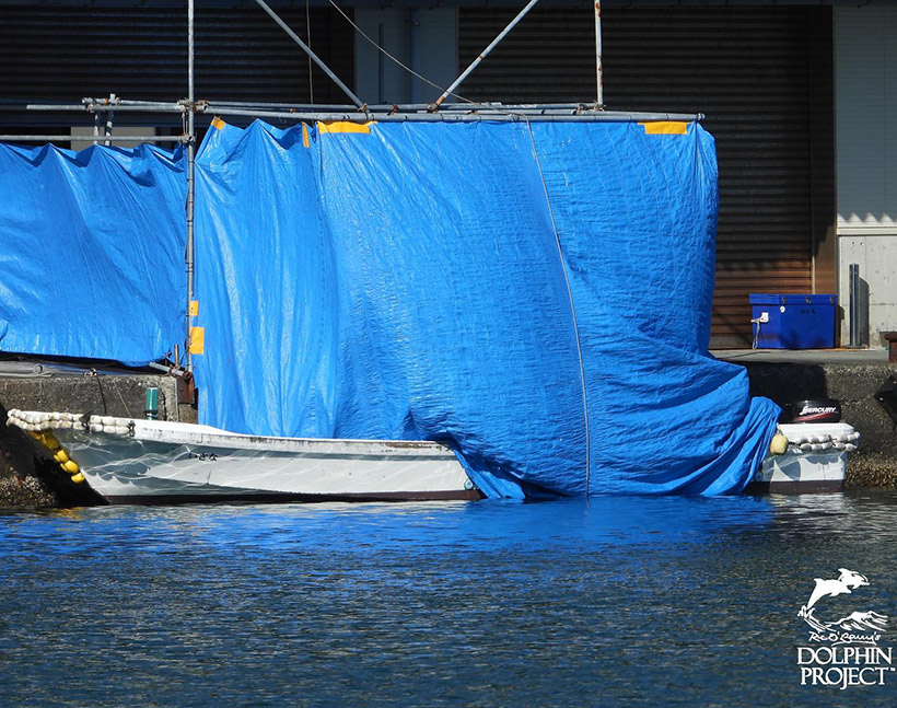 Delfinfamilie war nicht sonderlich gross, möglicherweise konnte viele während dBild: Abgeschlachtete Streifendelfine werden vom Boot aus ins Metzgerhaus verladen, die Opfer aus dem heutigen Verbrechen natürlich wieder mit Planen verdeckt.