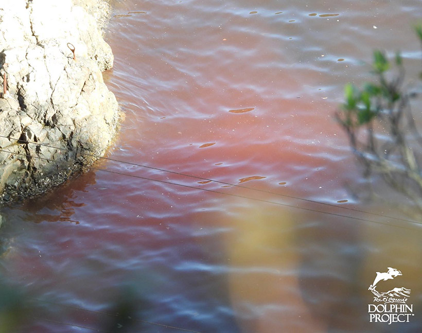 Das Wasser der Buch in Taiji Japan, vermischt mit dem Blut der heute ermordeten Delfinfamilie