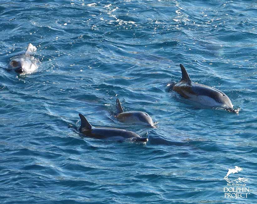 Zwei Erwachsene Streifendelfine und zwei Kinder während der brutalen Treibjagd in der Bucht