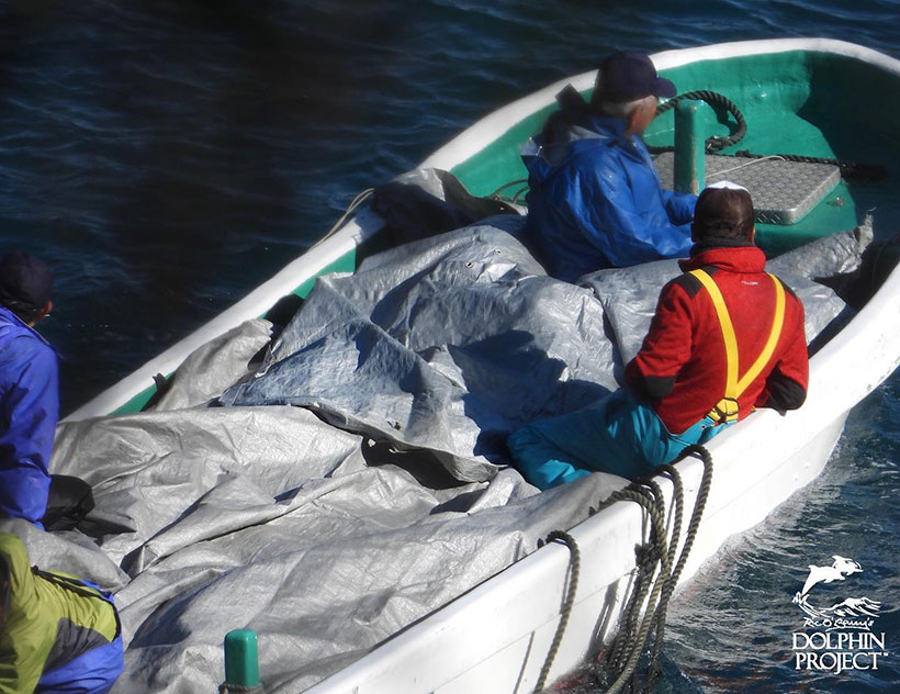 Leichen der heute misshandelten Streifendelfine werden zum Metzgerhaus abtransportiert. Die Seile mit denen die Delfine an der Schwanzflosse gefesselt wurden noch hängen aus dem Boot 