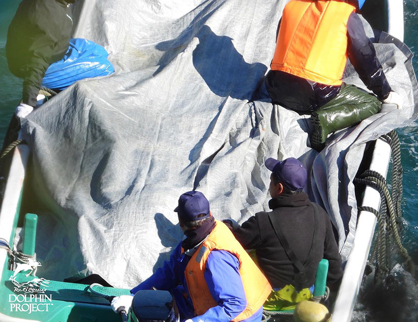 Der Rest der heute terrorisierten Streifendelfinfamilie die abgeschlachtet wurden. Japans Schande wird unter Planden vor der Öffentlichkeit versteckt