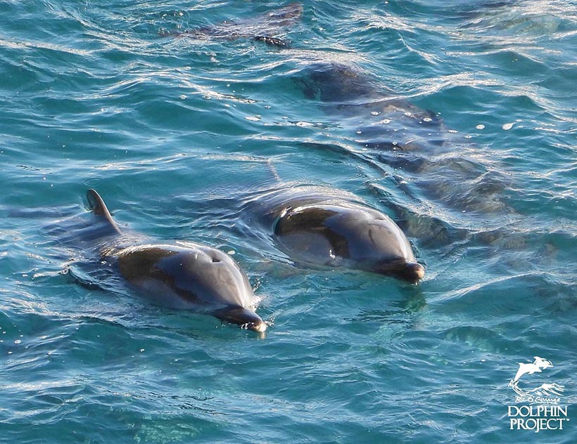 Ein Paar der Streifendelfine nach der barbarischen Treibjagd, sie sind vollig erschöpft. Sie hatten keine Chance aufzuatmen, die Killer terrorisierten sie kurz darauf aggressive mit ihren Bootsmoren unter die Planen an den Strand in den Tod