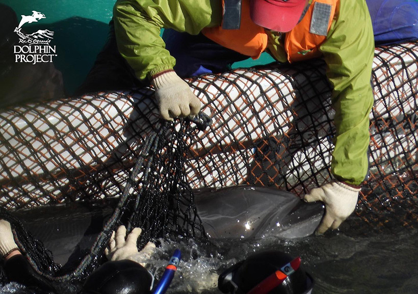 Dieses Delfinkind wird von Tauchern ans Boot ins Netz gestossen, von einem Killer auf dem Boot im Netz festgezerrt und mit der Hand am Rostrum nach hinten gezogen