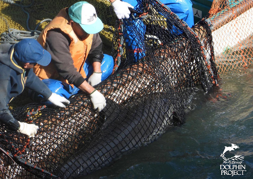 Drei Killer zerren das wehrlose Delfinkind mit dem schwarzen Netz ans Boot und schleppen es zu den Trainer unter die Planen
