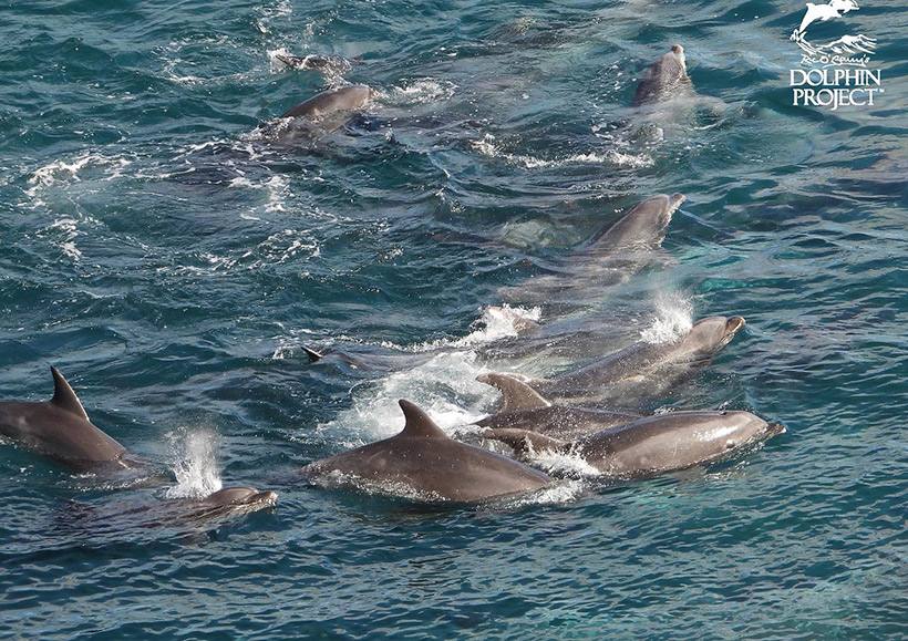 Die Delfinfamilie kurz nach der barbarischen Treibjagd, gefangen in der Bucht von Taiji, völlig ausser sich in Panik, vor Anst und durch Erschöpfung