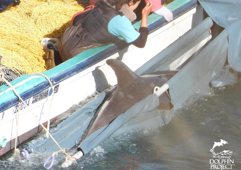 Ein veränstigtes entführtes Delfinkind in Panik, wird gefesselt mit einem Boot in ein Gefängnis in den Hafen von Taiji gebracht, wo es aus den Augen der Öffentlichkeit gewaltsam und respektlos hineingeworfen wird. (Wurde mehrmals gefilmt)