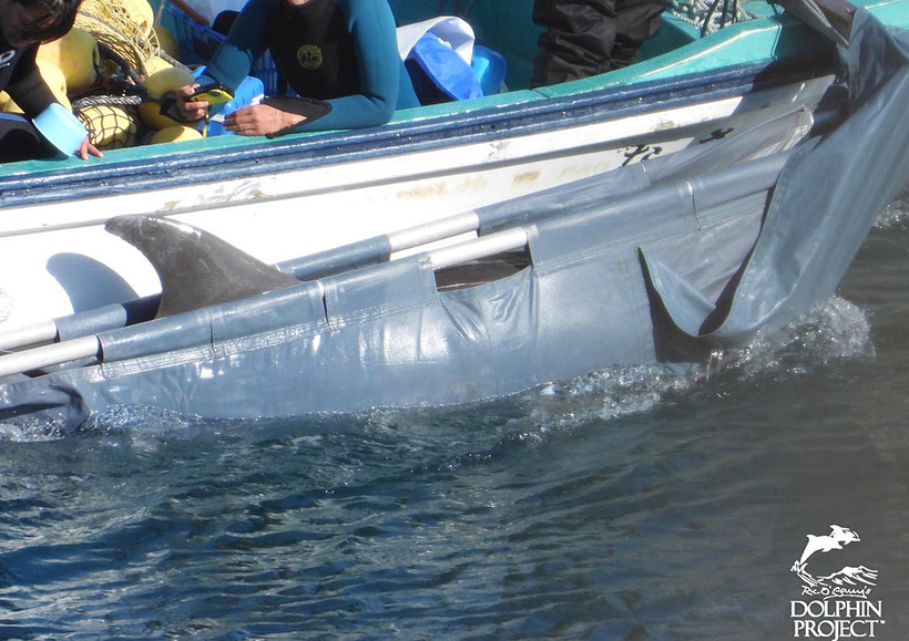 Dieses gestohlene Delfinkind wird in ein Gefängnis in den Hafen transportiert. Es wird als Sklave der Herrschaft der Menschen unterworfen, seine Würde und seine Persönlichkeit wird ihm durch Futterentzug und Demütigung genommen.