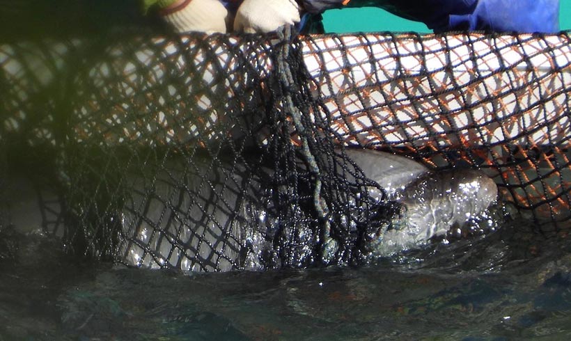 Eines der 14 entführten Delfinkinder von heute von Tauchern brutal ins schwarze Netz gezerrt und von einem Killer mit hohem Kraftaufwand ans Boot gepresst