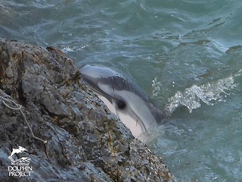 Dieser Streifendelfine flüchtet vor Angst und Panik auf die scharfen Felsen in der Bucht und verletzt sich, währenddessen seine Familienmitglieder misshandelt und ermordet werden 
