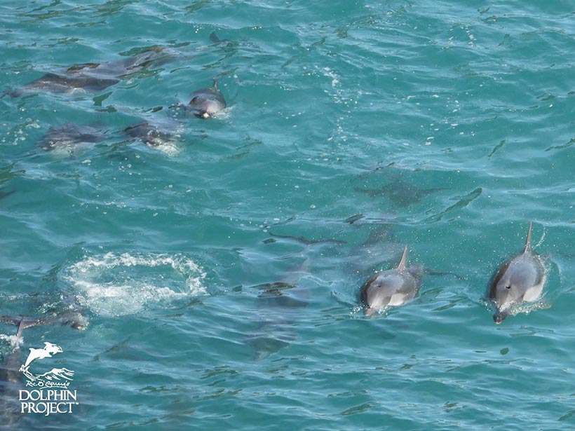 Die sanfte Streifendelfin Familie schwimmt ein letztes Mal zusammen, gleich werden sie mit Bootsmotoren unter die Planen in den Tod terrorisiert und ihre DNA für immer ausgelöscht