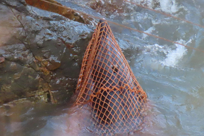 Bild: Weitere Minuten sind vergangen, der Delfin kommt in Panik, er könnte ertrinken, wirft sich auf die scharfen Felsen