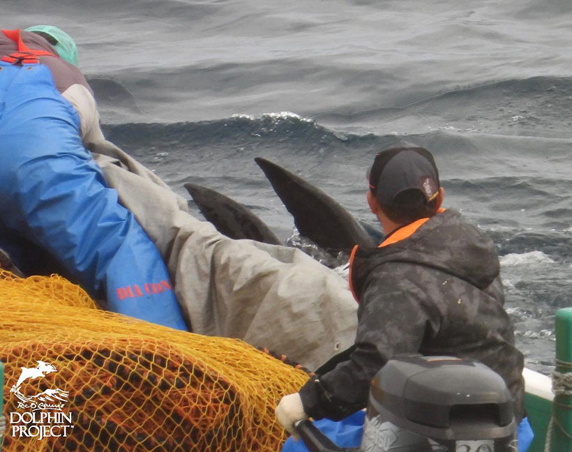 Killer ziehen Breitschnabeldelfin Leichen mit dem Boot zu einem Jagdschiff vor der Bucht