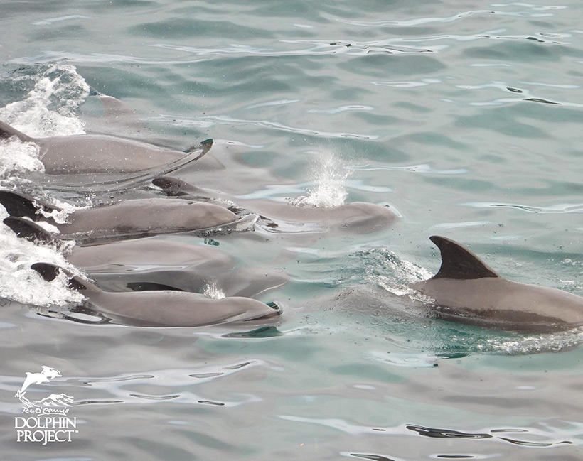 Diese Breitschnabeldelfine wurden von 12 Jagdschiffen in die Bucht von Taiji Japan terrorisiert