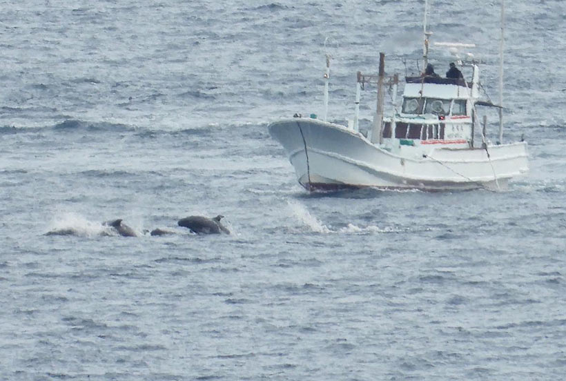 Ein Jagdschiff der japanischen Delfin-Killerflotte beim terrorisieren der Breitschnabeldelfine von denen heute 22 grausam ermordet wurden