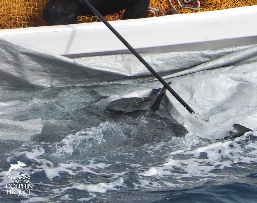 Ermordete Breitschnabeldelfine am Boot der Mörder befestigt, das Verbrechen verdeckt mit Planen